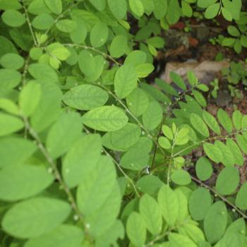 Chanca piedra (Phyllanthus niruri L. )