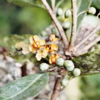 Chuchuhuasa (Maytenus macrocarpa Briq.)