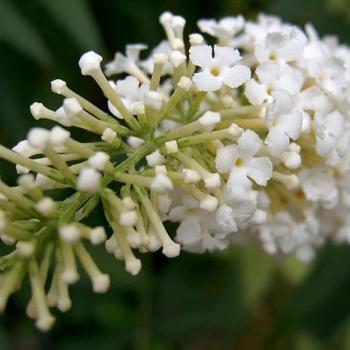 Flor Blanca (Buddleja Ivana Ruiz a Pav.)