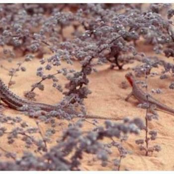 Flor de Arena (Tiquilia paronychoides A.T.Rich.)