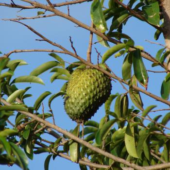 Graviola/Guanábana (Annona muricate L.)