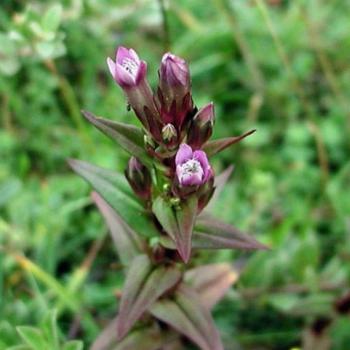 Hercampuri (Gentianella alborosea Gilg.Fabris)