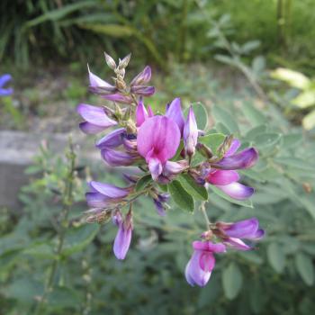 Manayupa (Desmodium adscendens Sw.)