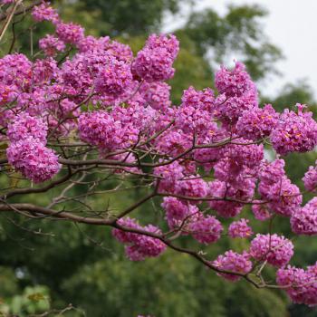 Tawari Amarillo (Tabebuia chrysantha Jacq.Nich.)