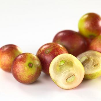 Camu Camu (Myrciaria dubia)