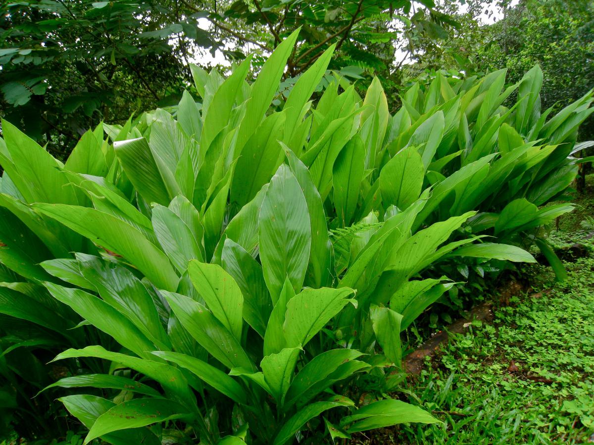 Kurkuma (Curcuma longa)